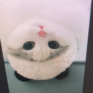 Meet your Posher, Ariel